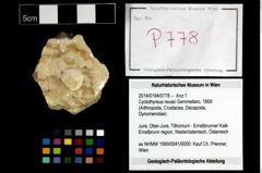 Foto (Objekt + Etikett) von Cyclothyreus reussi (Gemmellaro, 1869)  (NHMW-GEO-2014-0194-0778)
